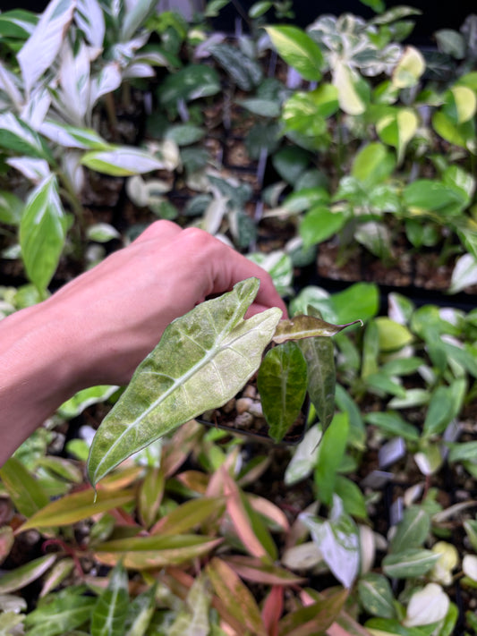 Alocasia Amazonica Polly aurea splash 3” pot growers choice