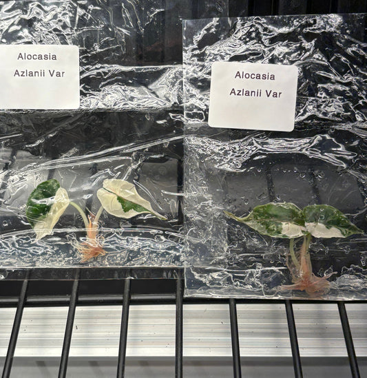 Alocasia Azlanii pink variegated - ships in 3-4 weeks growers choice rare tissue culture