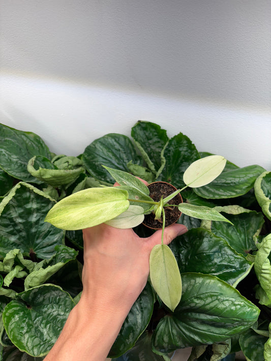 Philodendron Florida Ghost Mint Variegated 3” pot growers choice