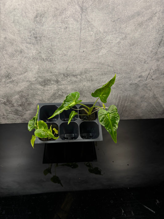 Alocasia frydek tattoo *starter plug growers choice