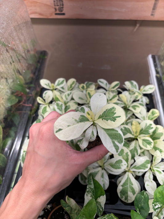 Fiddle leaf fig variegated starter plug growers choice