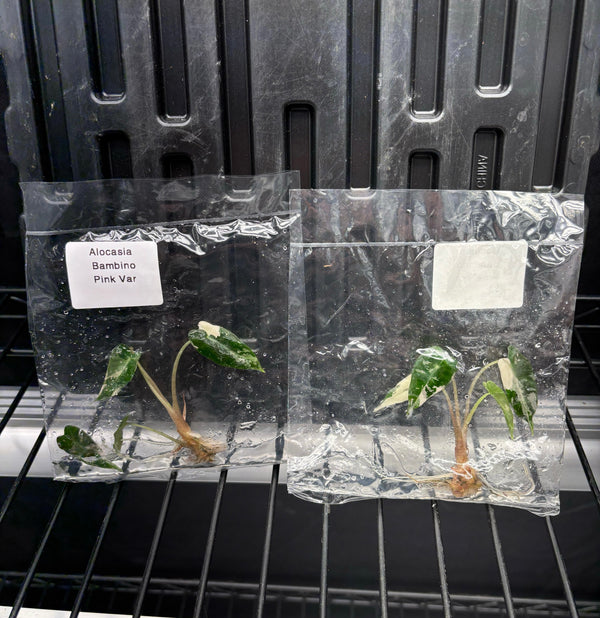 Alocasia Bambino pink variegated - ships in 1-3 weeks growers choice tissue culture rare