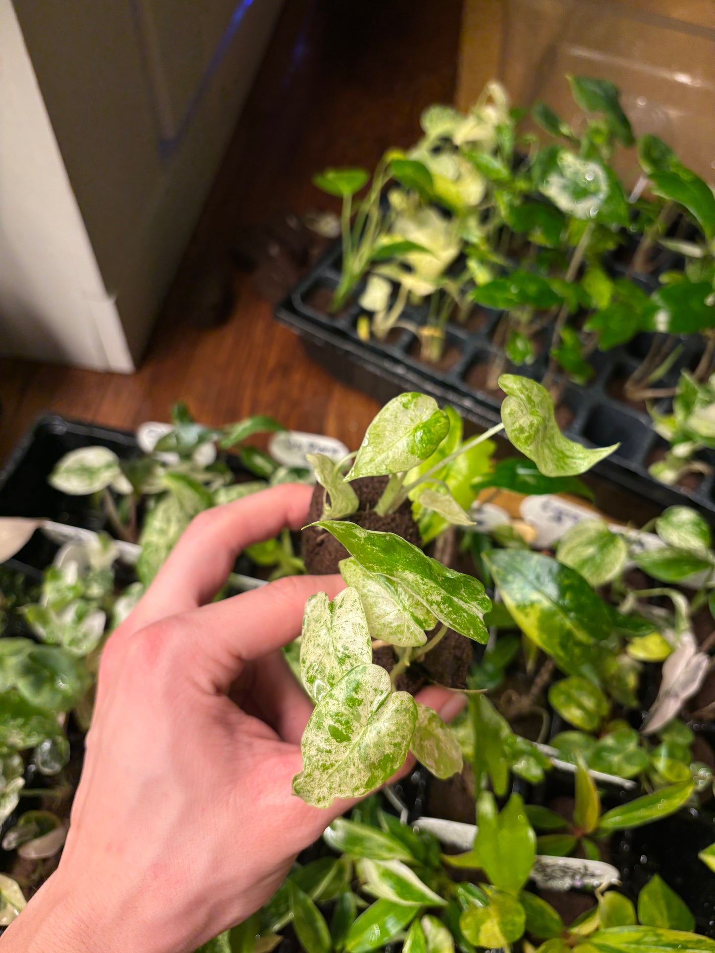 Alocasia batik variegated plug (tc)