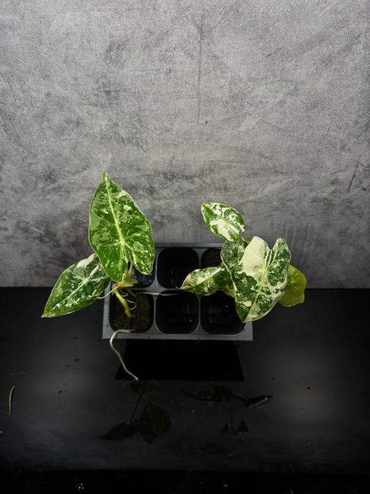 Alocasia frydek albo variegated *starter plug growers choice