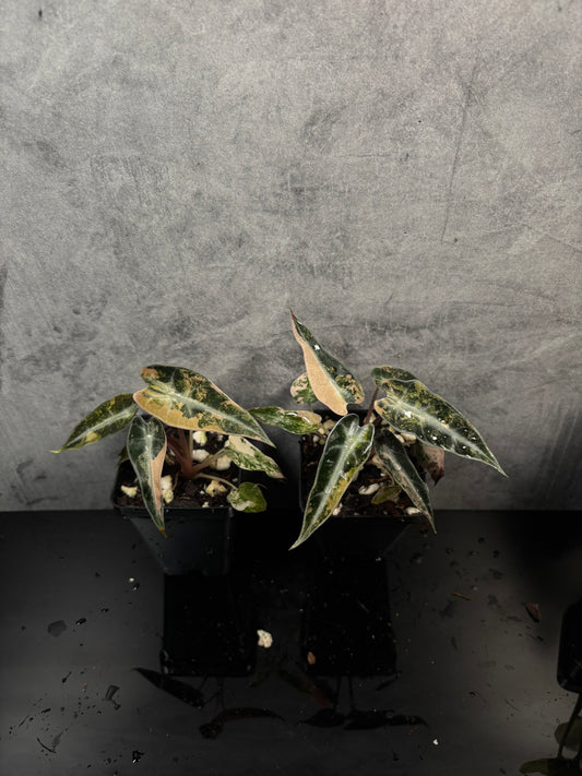 Alocasia bambino aurea gold variegated *growers choice 3” pot