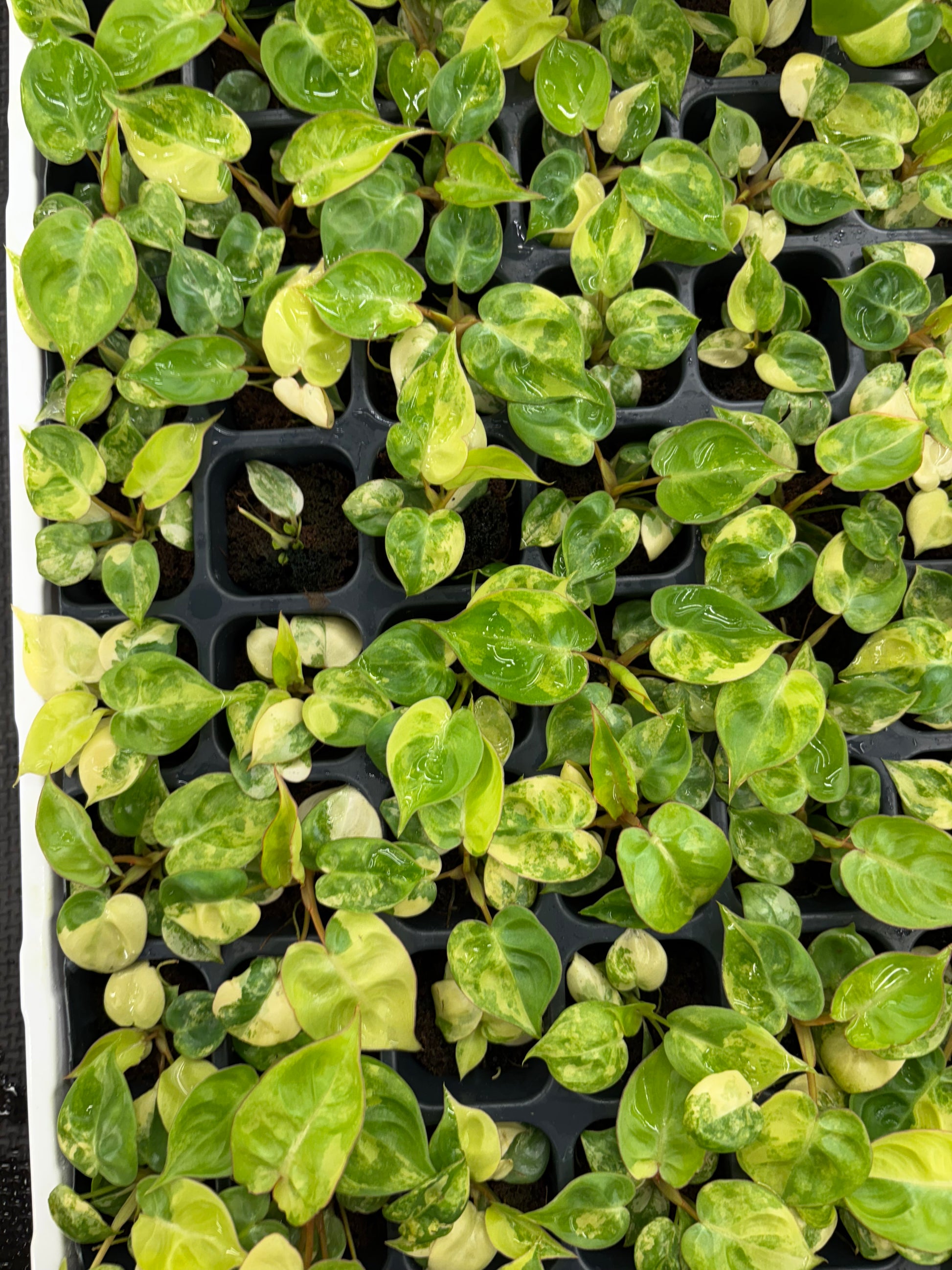 philodendron billietiae variegated singapore Philodendron Billietiae variegated starter plug growers choice – Green Room Exotics