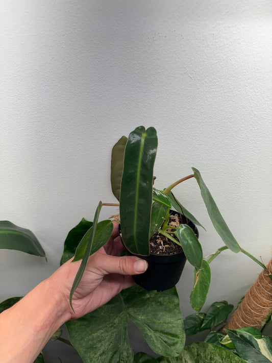 Philodendron Spiritus Sancti 4”pot growers choice