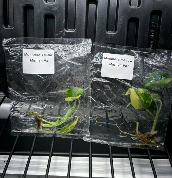 Monstera aurea large form variegated yellow Marilyn - ships in 1-3 weeks growers choice rare tissue culture