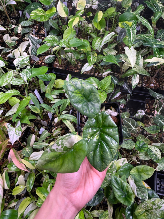 Alocasia Sinuata Aurea variegated 3” pot growers choice
