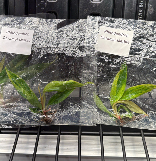 Philodendron Carmel marble - ships in 3-4 weeks growers choice rare tissue culture