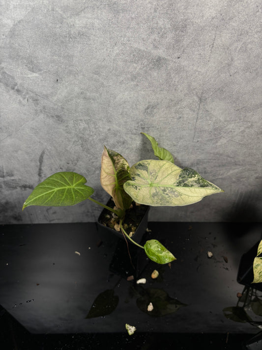 Alocasia regal shield albo mint *exact plant 3” pot