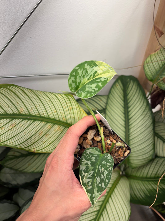 Scindapsus Mariposa Variegated 3” pot growers choice