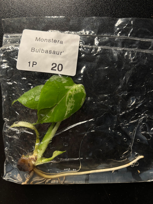 Rare* Monstera bulbasaur growers choice tissue culture plant ships in 3-4 weeks