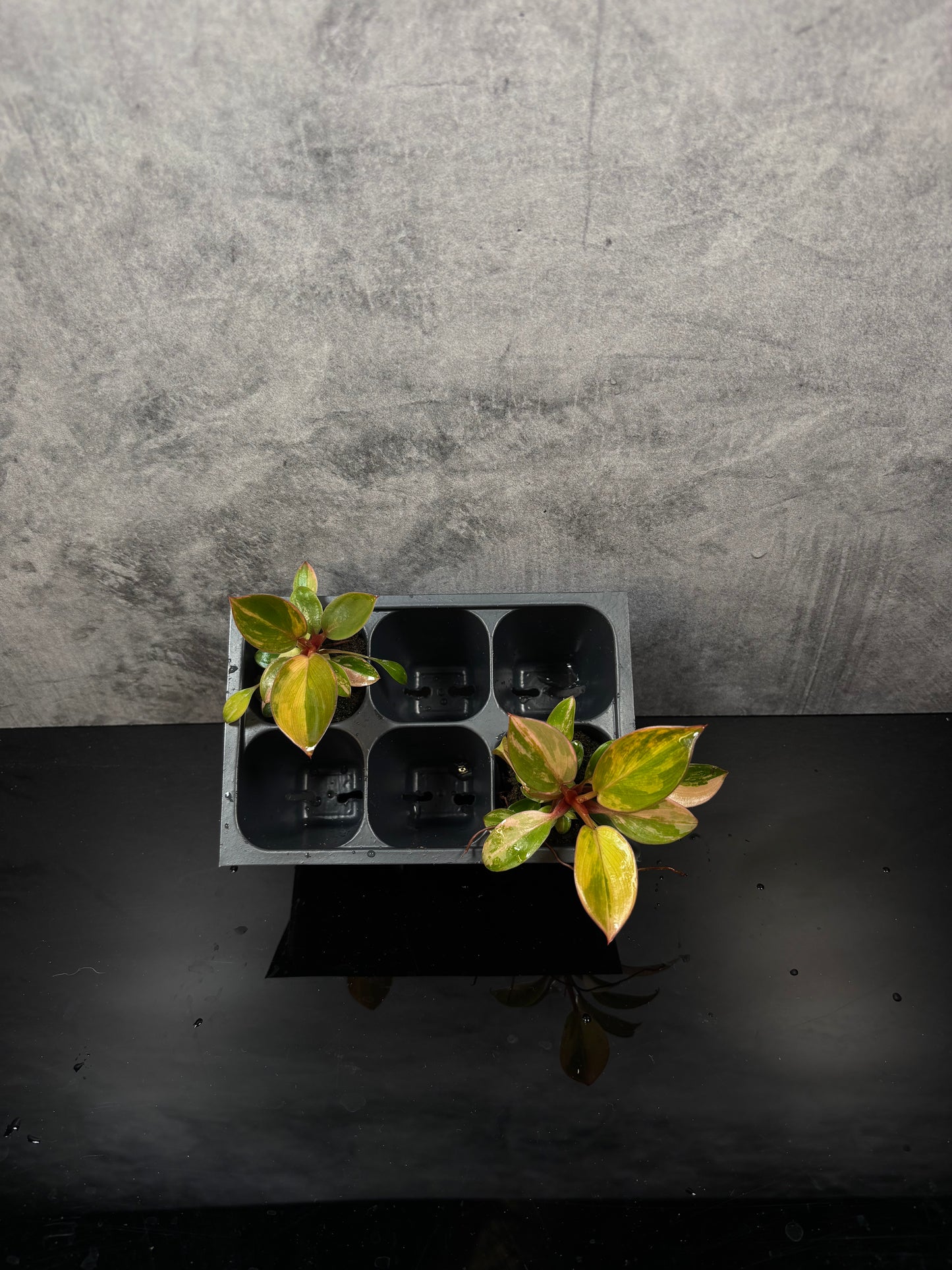 Philodendron red Congo variegated *starter plug growers choice