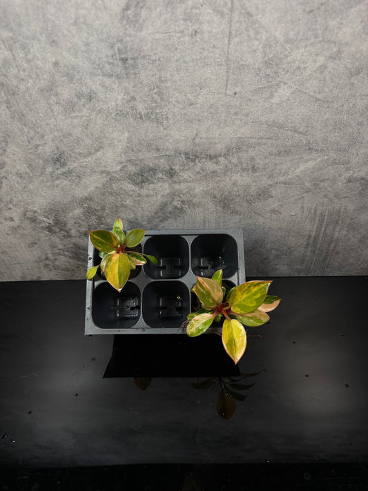 Philodendron red Congo variegated *starter plug growers choice