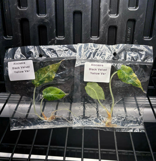 Alocasia Black Velevt Gold variegated - ships in 3-4 weeks growers choice rare tissue culture