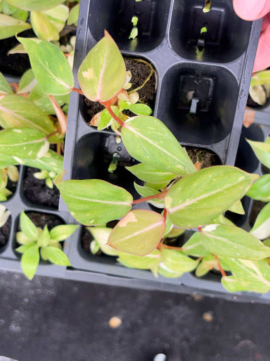 Philodendron gloriosum variegated type 2 *growers choice starter plug