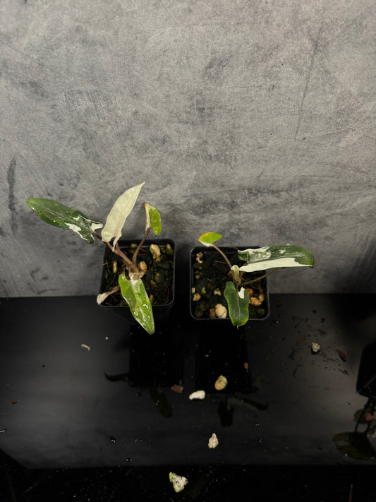 Alocasia lauterbaciana albo 3” pot growers choice