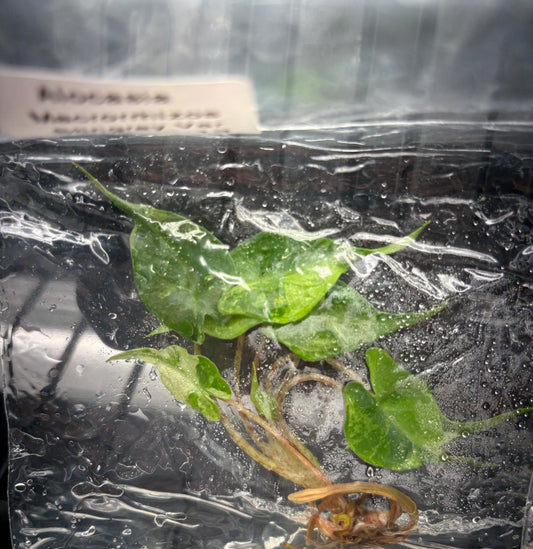 Alocasia stingray aurea variegated - ships in 3-4 weeks growers choice rare tissue culture