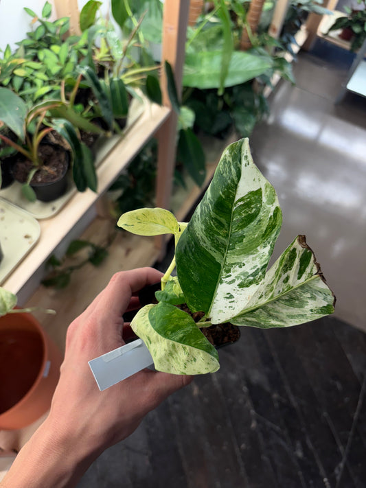 Rhaphidophora Pubulera variegated 3” pot growers choice