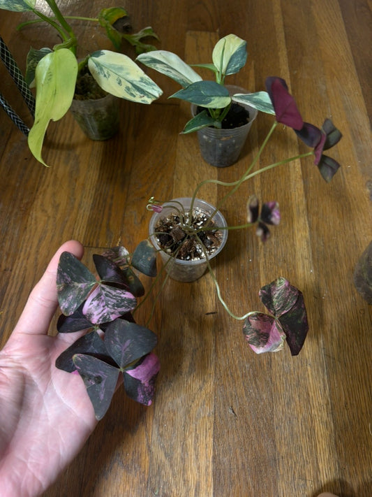 Oxalis Triangularis Pink Variegated