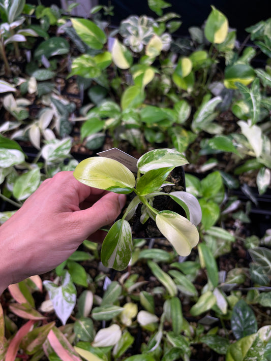 Philodendron Domesticum Aurea Variegated 3” pot growers choice
