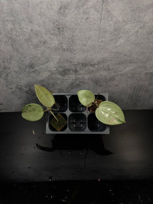 Hoya silver heart *starter plug growers choice