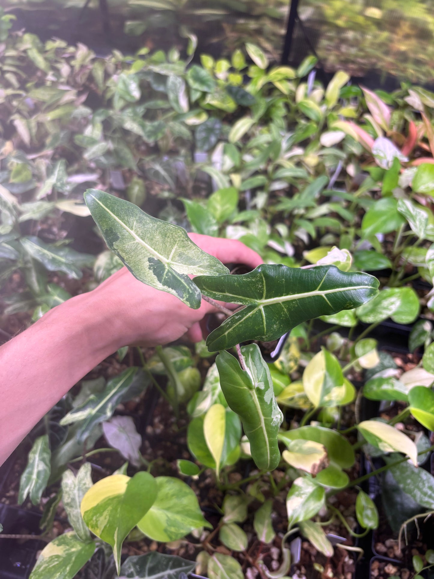 Alocasia Sarian Albo Variegated 3” pot growers choice