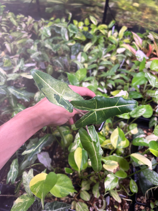 Alocasia Sarian Albo Variegated 3” pot growers choice