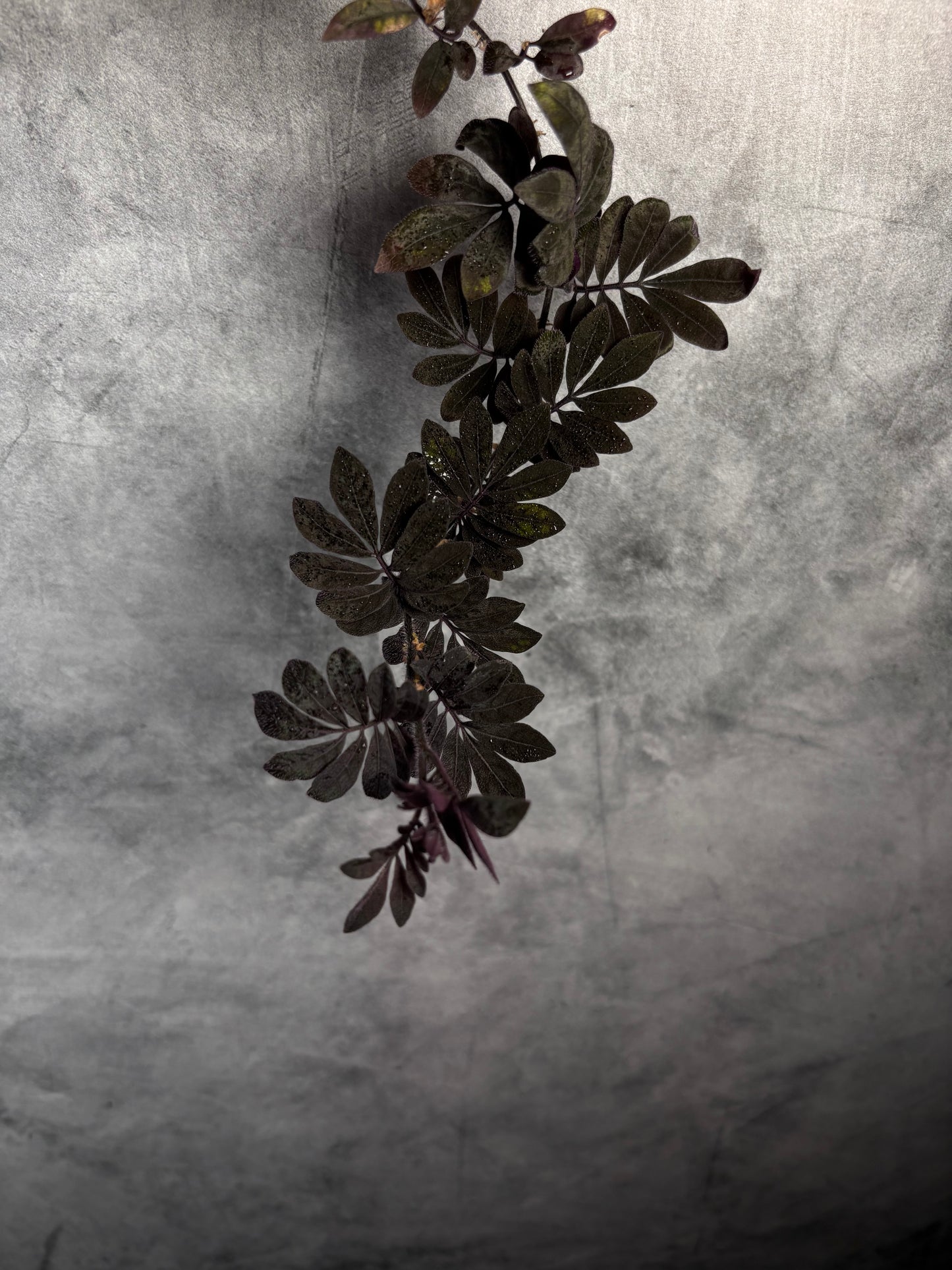 Solanum Uleanum starter plug growers choice