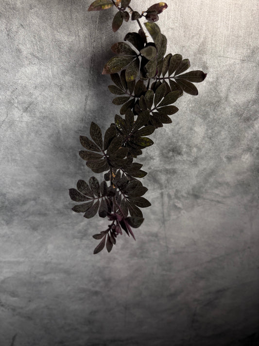 Solanum Uleanum starter plug growers choice