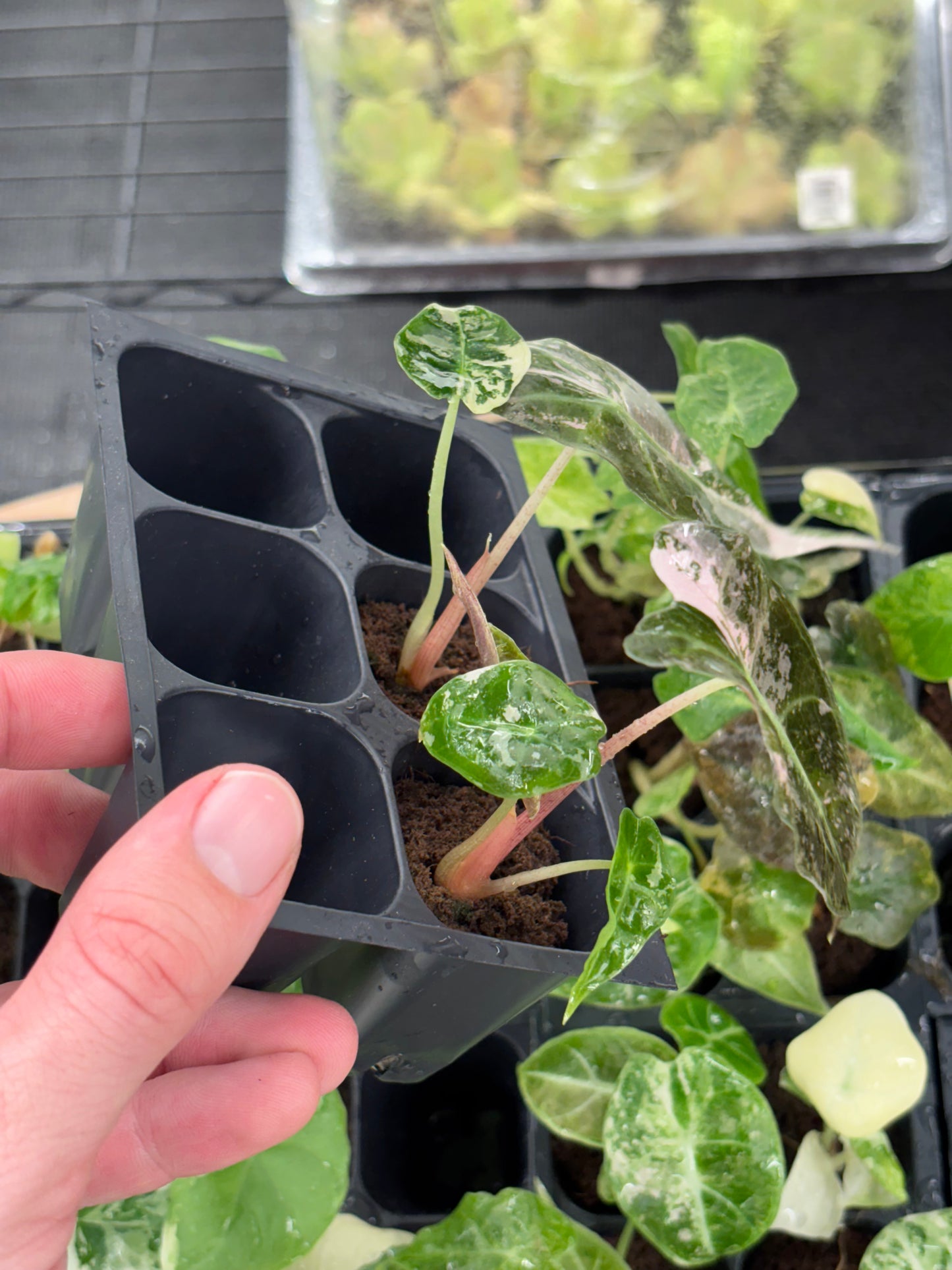 Alocasia Amazonica Polly pink variegated *starter plug growers choice