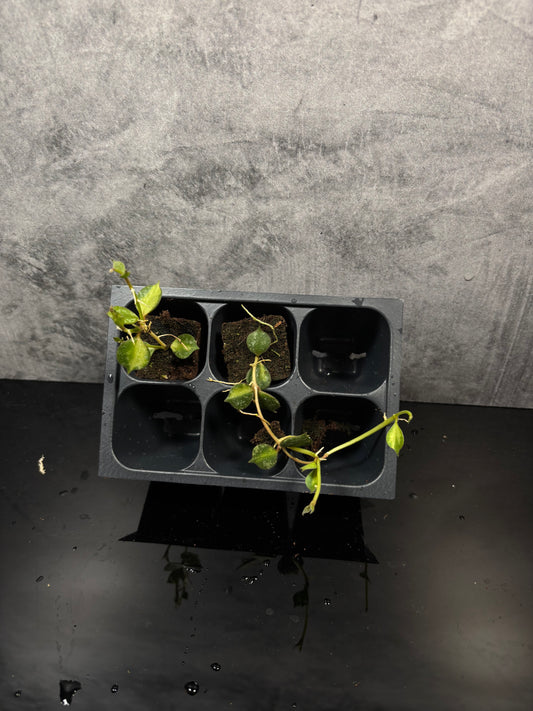 Hoya curtisii variegated *starter plugs growers choice