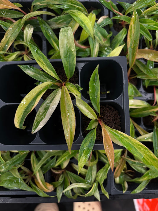 Philodendron Carmel marble variegated *starter plug growers choice