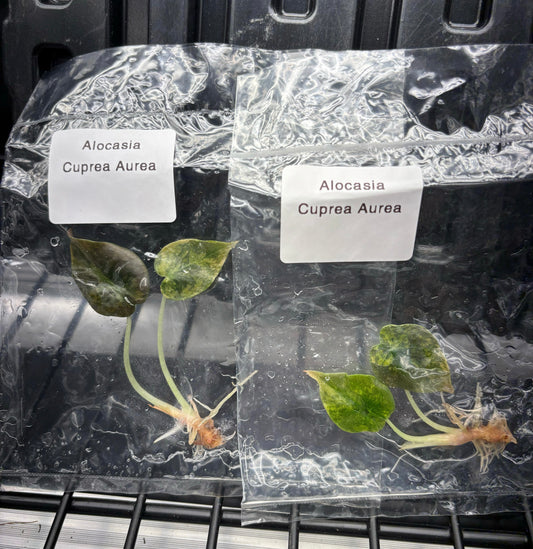 Alocasia cuprea aurea variegated - ships in 3-4 weeks growers choice rare tissue culture