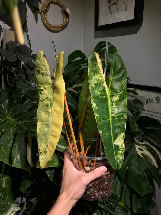 Philodendron Billietiae Variegated