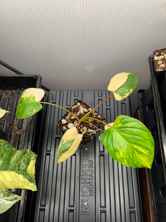 Homalomena Rubescens Aurea Tri color variegated 4” pot growers choice