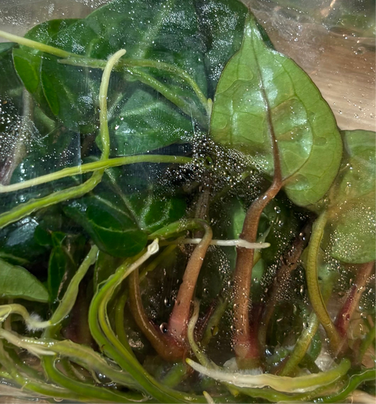 Anthurium Wonderboy X Michele tissue culture growers choice ships in 3-4 weeks