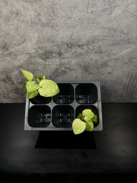 Anthurium dark phoenix mint variegated *starter plug growers choice