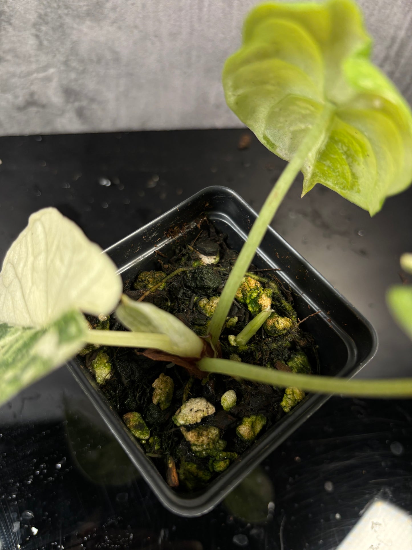 Alocasia melo albo *3” pot exact plant