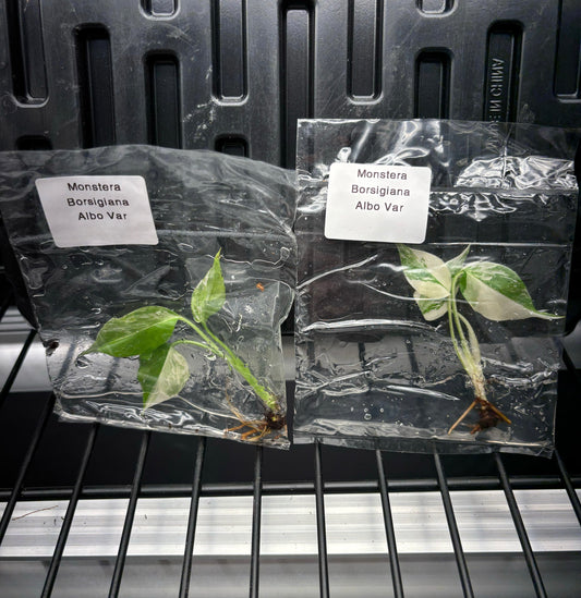 Monstera albo borsigiana variegated - ships in 3-4 weeks growers choice rare tissue culture