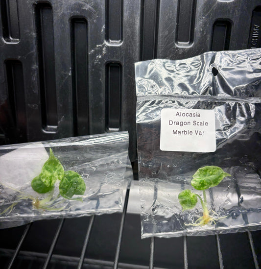 Alocasia Drgaon Scale Marble Variegated - ships in 3-4 weeks growers choice tissue culture rare