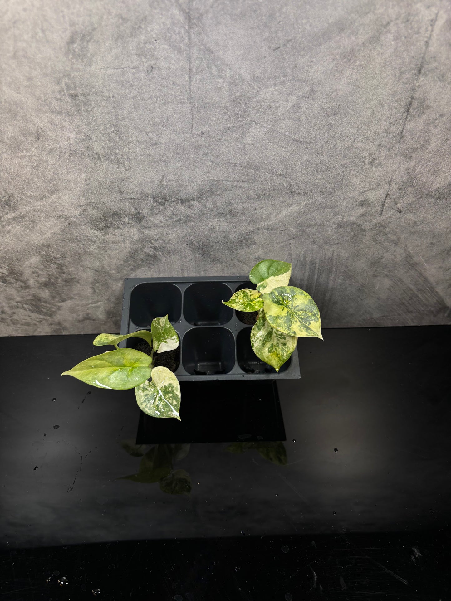 Alocasia silver dragon aurea variegated *starter plug growers choice