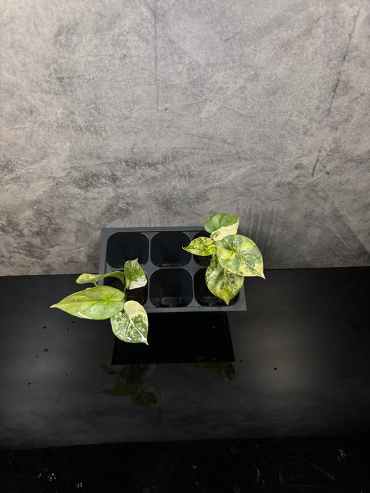 Alocasia silver dragon aurea variegated *starter plug growers choice