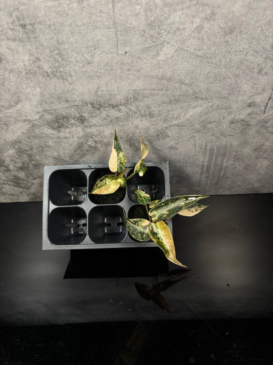 Alocasia Bambino aurea variegated *starter plug growers choice