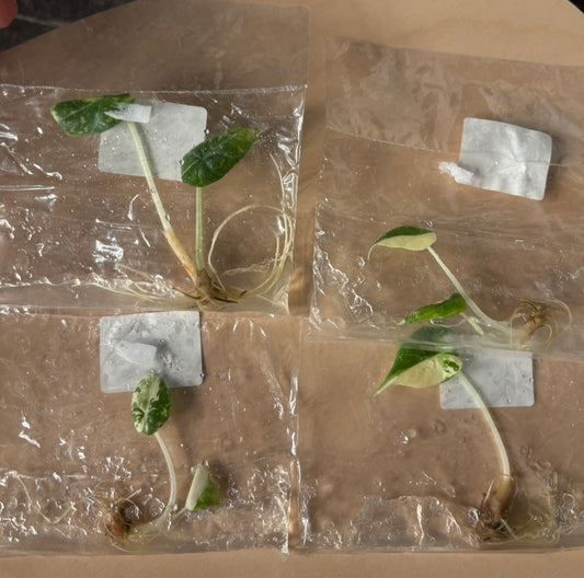 Alocasia Marahani albo variegated - ships on 3-4 weeks growers choice rare tissue culture