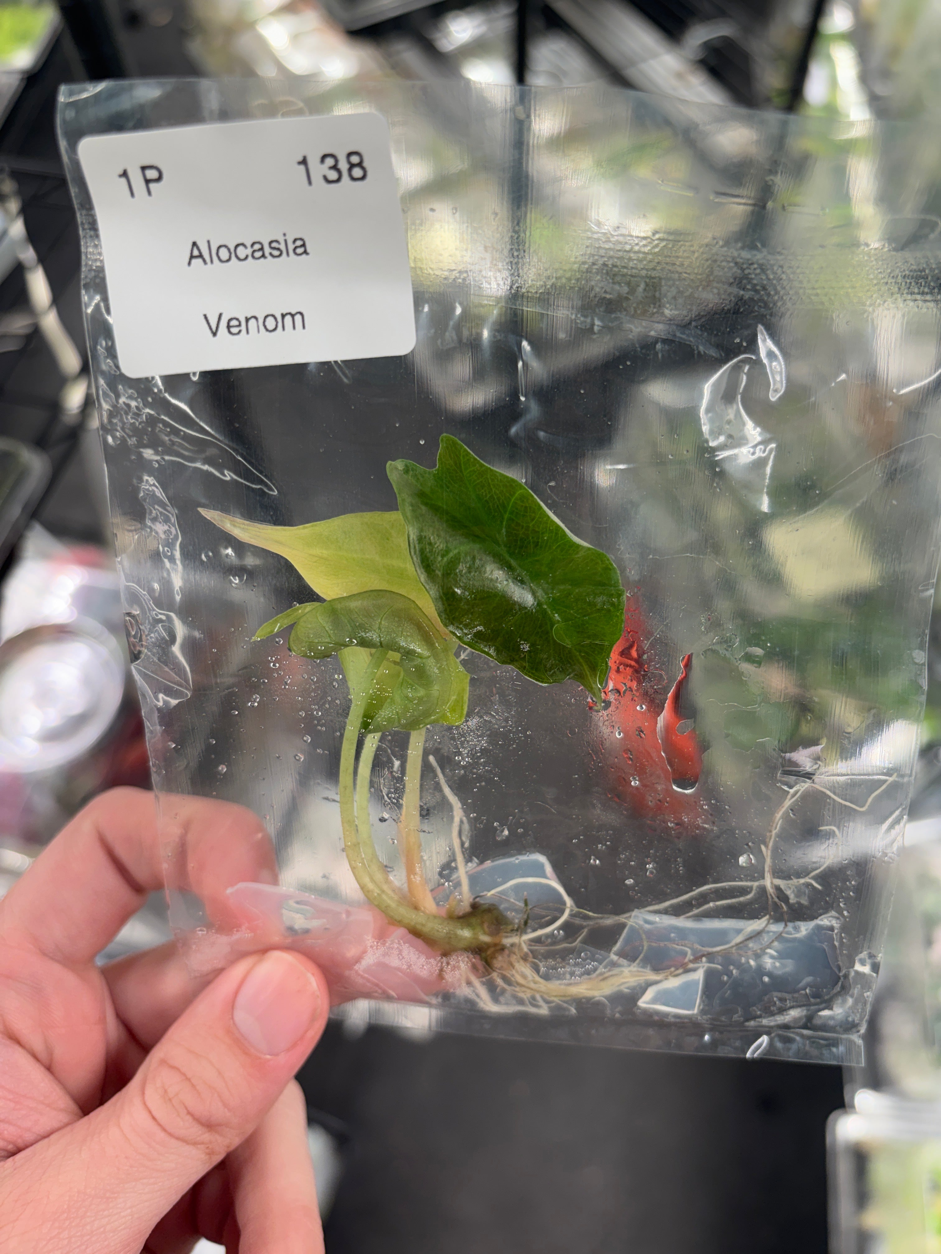 ペンジャミン Alocasia Venom tissue culture - ships in 1-3 weeks – Green Room