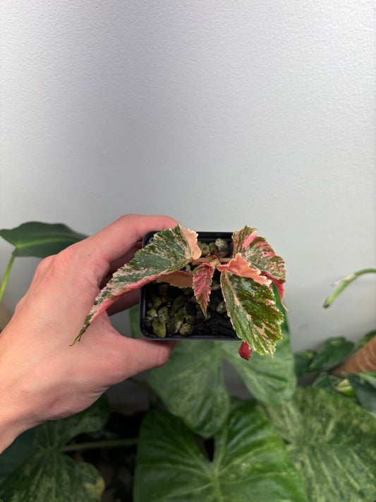 Begonia Ginny Galaxy Pink Variegated 3” pot growers choice