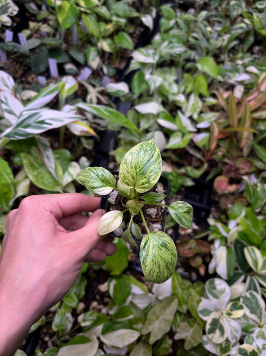 Homalomena Sp. Variegated