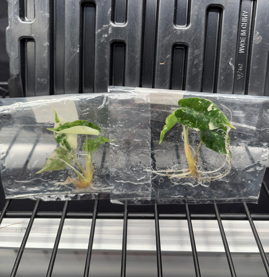 Alocasia Amazonia Polly pink variegated - ships in 3-4 weeks growers choice rare tissue culture